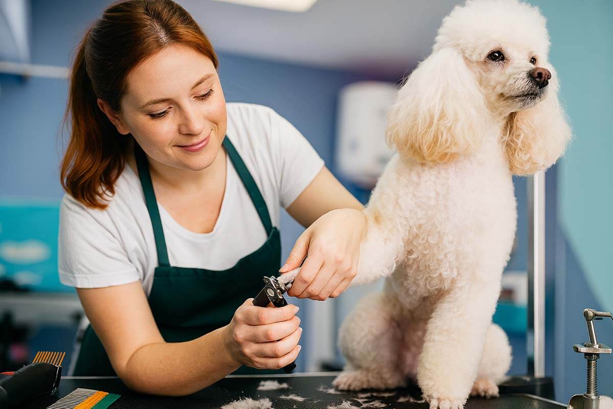 top-dog-groomers-roseville-ca